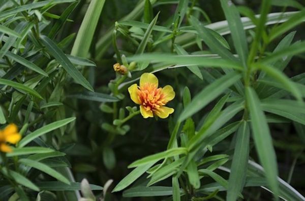 Estragon mit Blüte Estragon mit Blüte