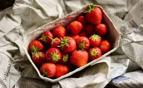 Erdbeeren um Putzen