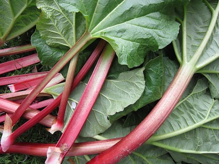 Rezept-Suche 236 Rhabarber im Garten