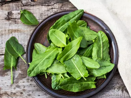 Pellkartoffeln mit Sauerampfercreme 2 sauerampfer-frisch