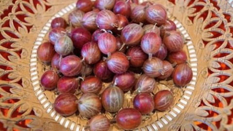 Omas fruchtige Stachelbeersoße zu Geflügel 2 Rote Stachelbeeren auf dem Teller