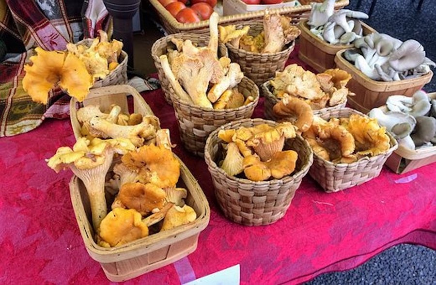 Pilze im Körbe