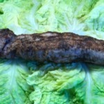 Schweinefilet auf Wirsingblätter