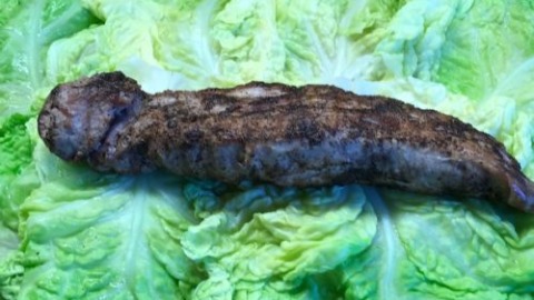 Schweinefilet im Wirsingbett - Omas Sonntagsrezept 4 Schweinefilet auf Wirsingblätter