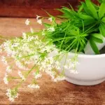 waldmeister_rezepte
