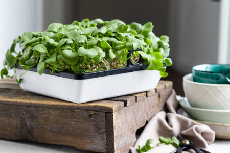 agrilution Plantcube Saatmatte