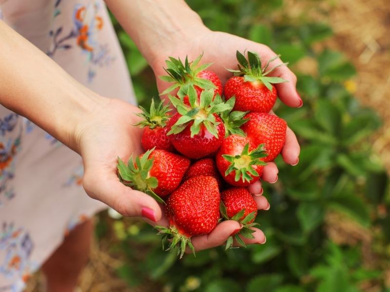 selbstpflücke-erdbeeren