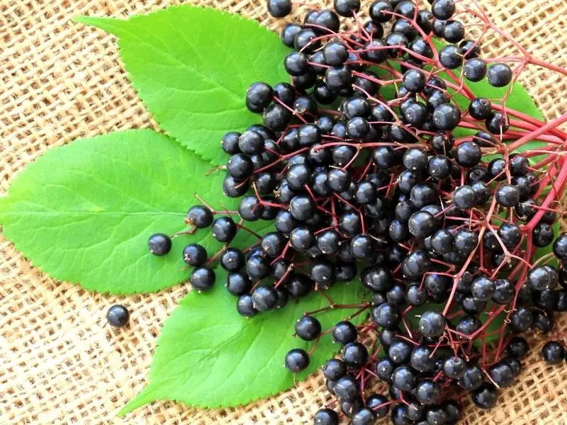 Tolle Rezepte mit Holunder 2