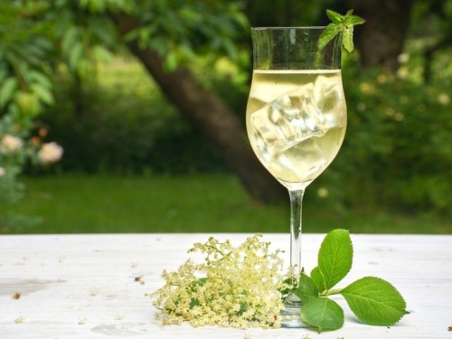 Hausgemachter Holunderblütensekt 5 Holunderblütensekt