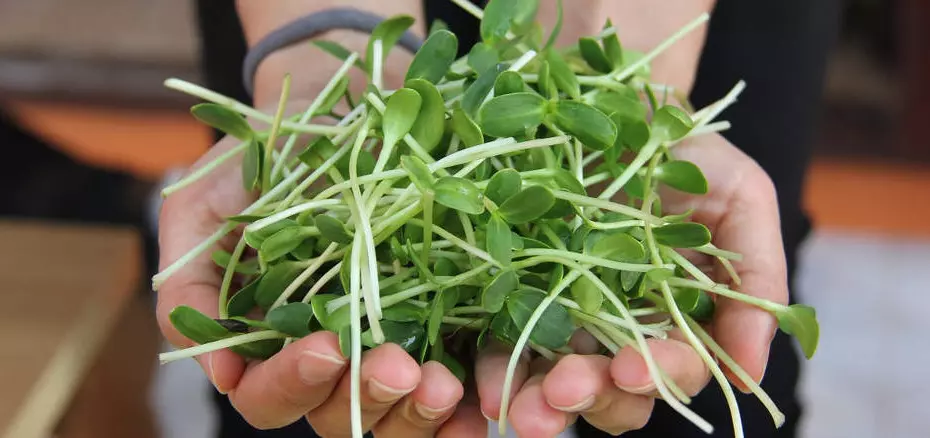 Sprossen selber anbauen