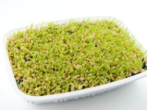 weizensprossen