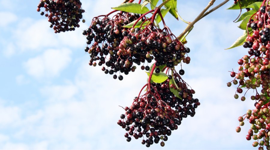 Hausgemachter Holunderbeersaft 1 holunderbeeren-haengend