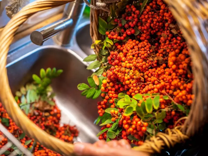 Vogelbeeren-eberesche