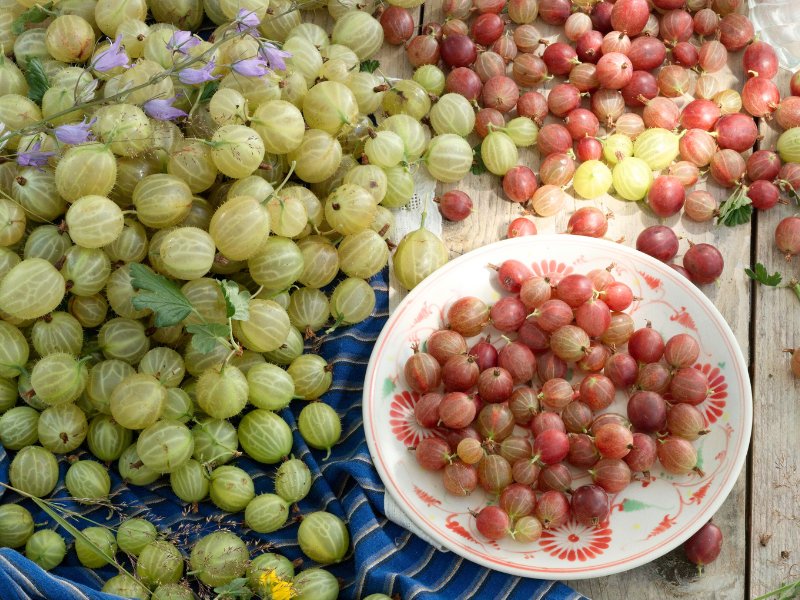 stachelbeeren-roh