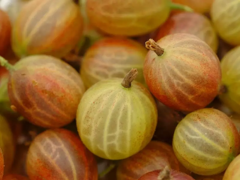 stachelbeeren