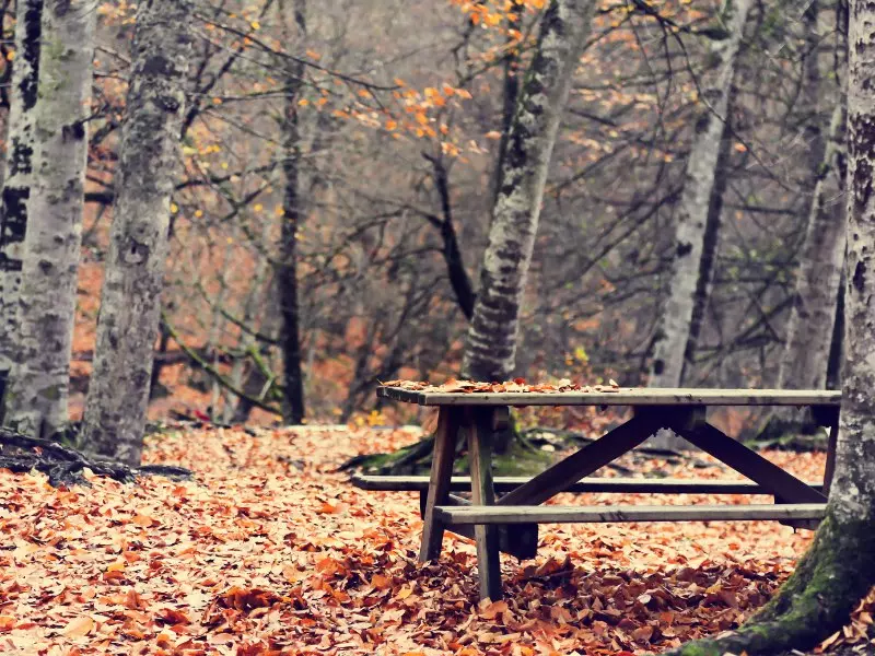 picknick-herbst-tisch